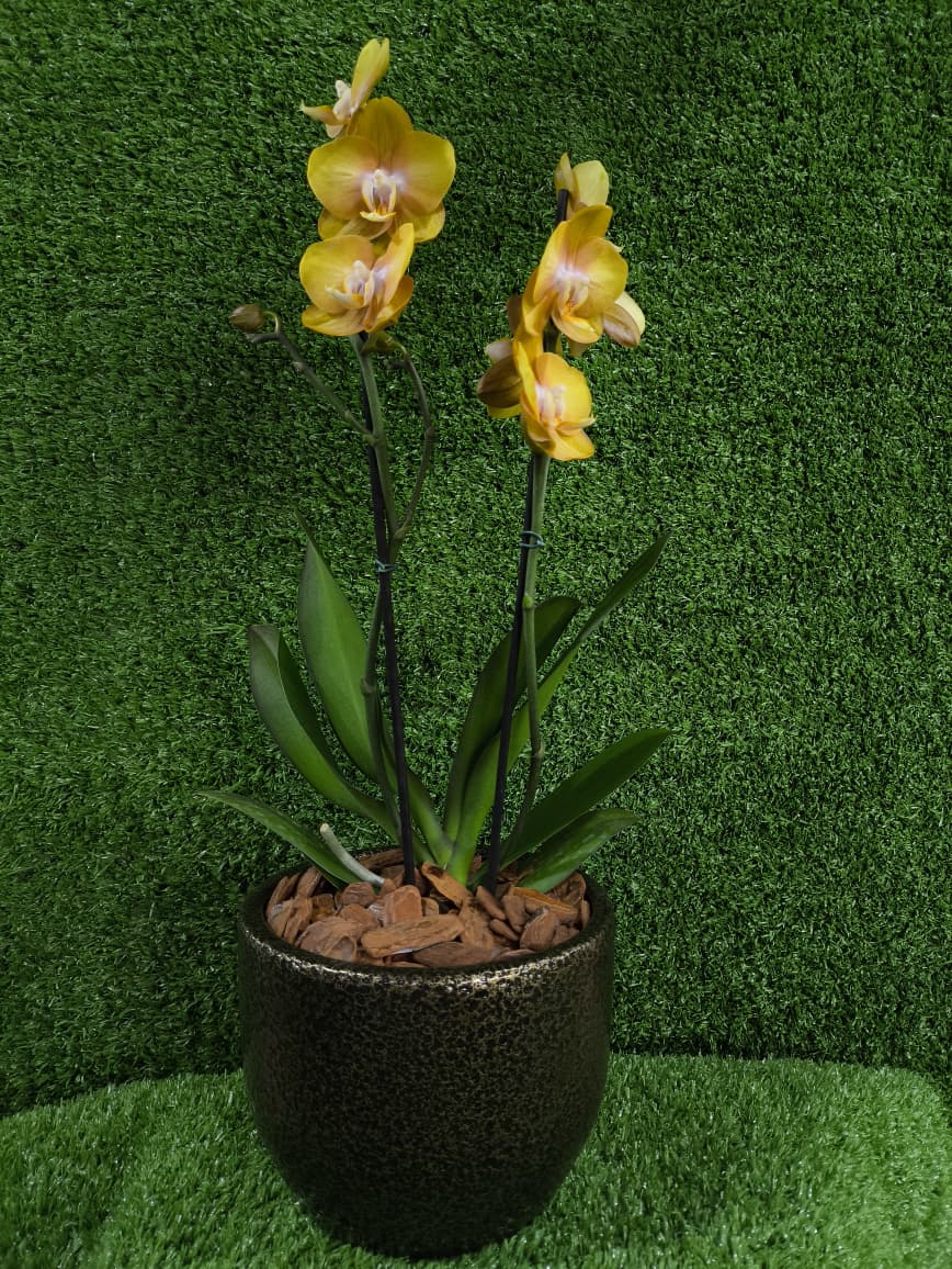 foto de uma Orquídea